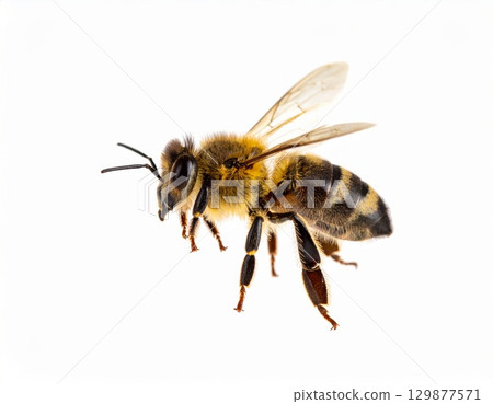 Bee close view over white background, no shadow 129877571