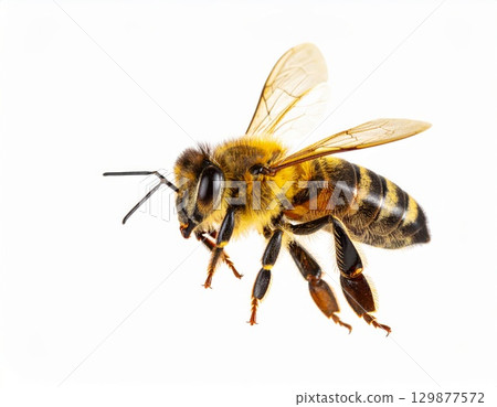 Bee close view over white background, no shadow 129877572