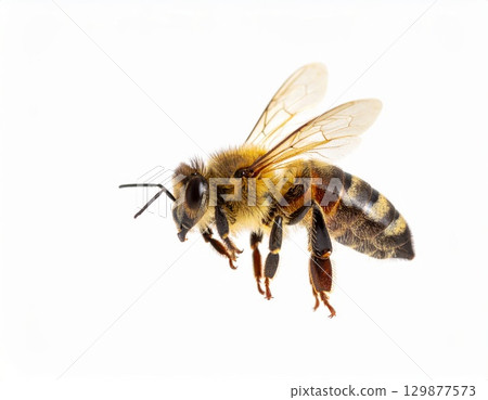 Bee close view over white background, no shadow 129877573