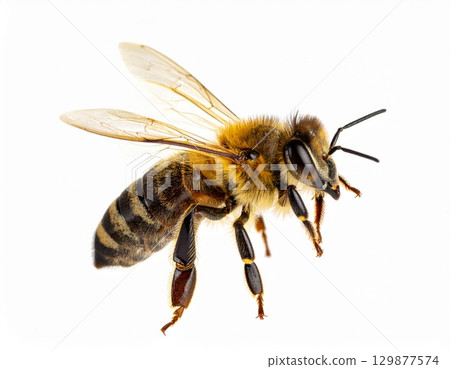Bee close view over white background, no shadow 129877574