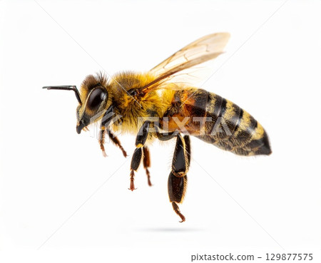 Bee close view over white background, no shadow 129877575