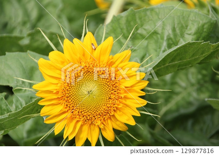 向日葵田裡的向日葵黃色花朵 向日葵田裡的向日葵黃色花朵 129877816