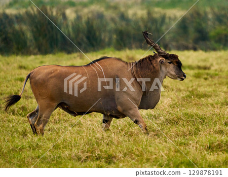 An eland running through the Ngorongoro plains An eland running through the Ngorongoro plains 129878191