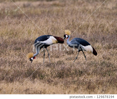 A pair of grey crowned cranes pecking grass (Ngorongoro) A pair of grey crowned cranes pecking grass (Ngorongoro) 129878194