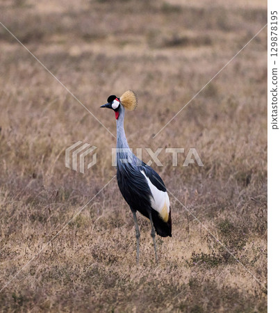 Grey Crowned Crane walking through the Ngorongoro plains Grey Crowned Crane walking through the Ngorongoro plains 129878195
