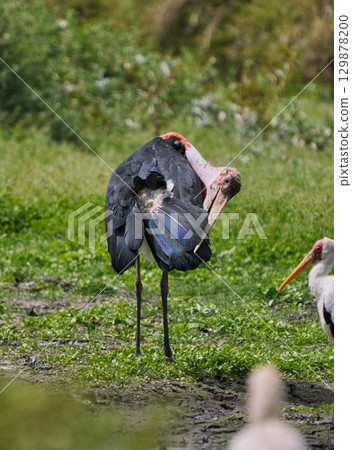 A marabou preening its feathers A marabou preening its feathers 129878200