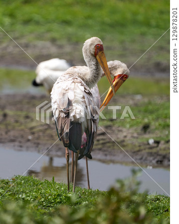 A flock of African wood storks standing in a wetland 129878201