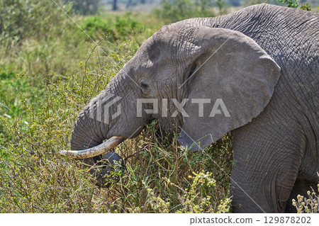 野生非洲像在灌木叢中吃草 129878202