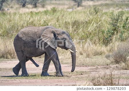 漫步在塞倫蓋蒂的非洲象 129878203