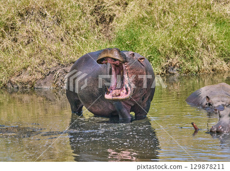 A hippopotamus threatening with its mouth wide open near the water A hippopotamus threatening with its mouth wide open near the water 129878211