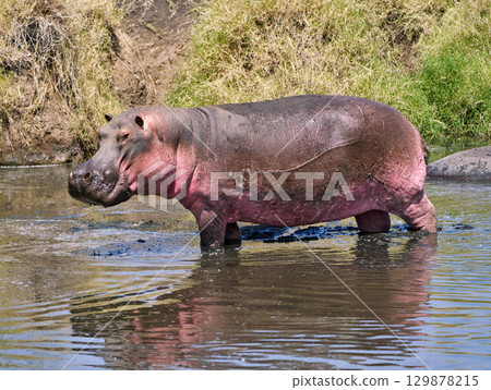 Full-length hippopotamus standing in muddy water Full-length hippopotamus standing in muddy water 129878215
