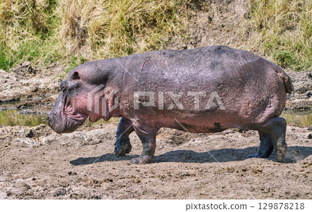 Side view of a large hippopotamus walking on dry ground Side view of a large hippopotamus walking on dry ground 129878218