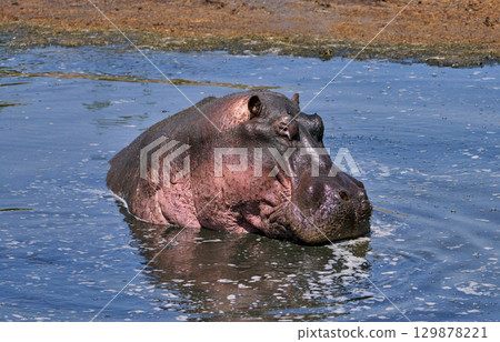 A hippopotamus with a calm expression 129878221