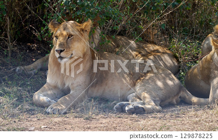 A lion standing guard in the shade 129878225