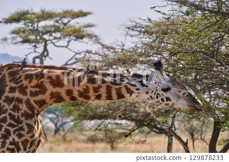 Acacia-eating giraffes and false cuckoos coexist Acacia-eating giraffes and false cuckoos coexist 129878233