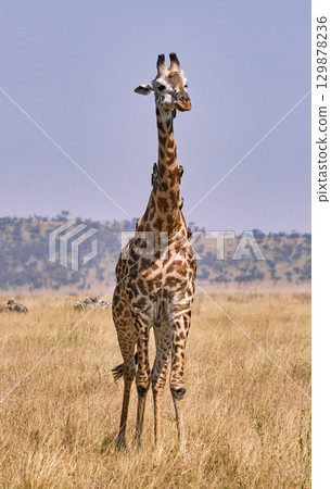 Frontal portrait of a giraffe surrounded by birds 129878236