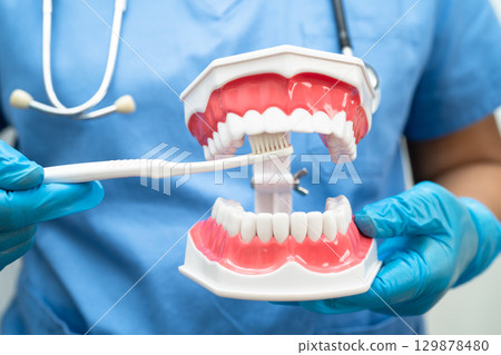 Doctor clean teeth denture with toothbrush for teach patient and dentist studying about dentistry. 129878480