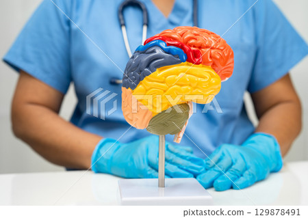 Asian doctor holding brain anatomy model for study diagnosis and treatment in hospital. 129878491