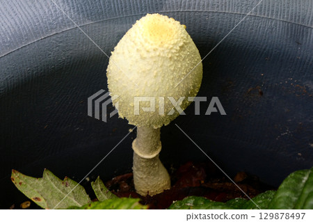 吉祥的金傘菇出現在盆栽中 吉祥的金傘菇出現在盆栽中 129878497