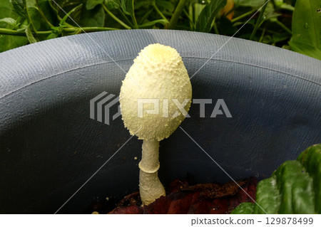 The auspicious golden umbrella mushroom appears in a potted plant 129878499