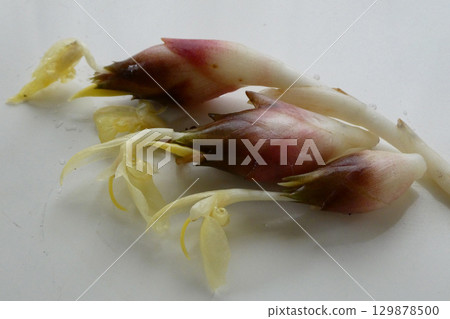 Even in a small garden, I was able to harvest myoga. The ephemeral flower of myoga. 129878500