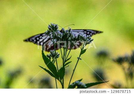 旅蝶淺木斑 129878715