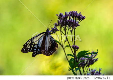 Traveling butterfly: Monarch butterfly 129878717