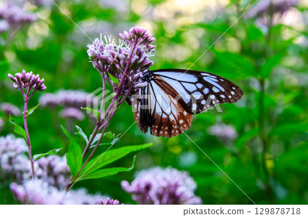 旅蝶淺木斑 129878718