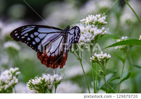 Traveling butterfly: Monarch butterfly 129878720