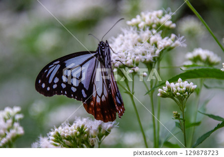 旅蝶淺木斑 129878723