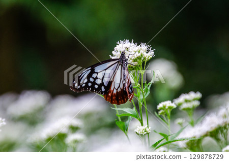 旅蝶淺木斑 129878729