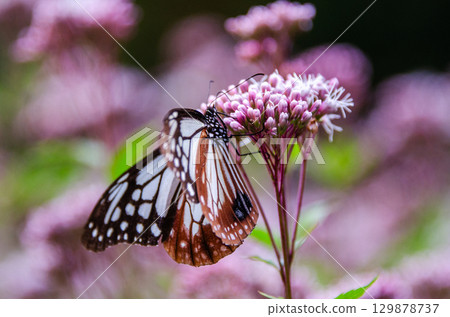 旅蝶淺木斑 129878737