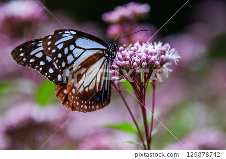 Traveling butterfly: Monarch butterfly 129878742