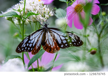 Traveling butterfly: Monarch butterfly Traveling butterfly: Monarch butterfly 129878745