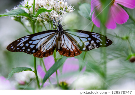 Traveling butterfly: Monarch butterfly Traveling butterfly: Monarch butterfly 129878747