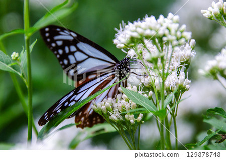 Traveling butterfly: Monarch butterfly 129878748