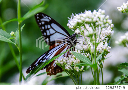 旅蝶淺木斑 129878749