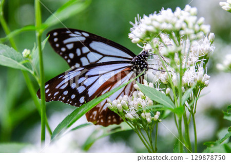 Traveling butterfly: Monarch butterfly 129878750