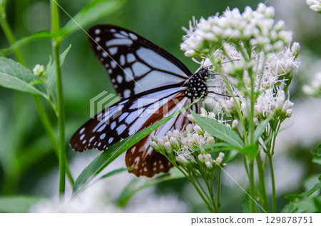 Traveling butterfly: Monarch butterfly 129878751