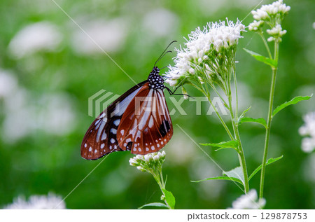 Traveling butterfly: Monarch butterfly 129878753