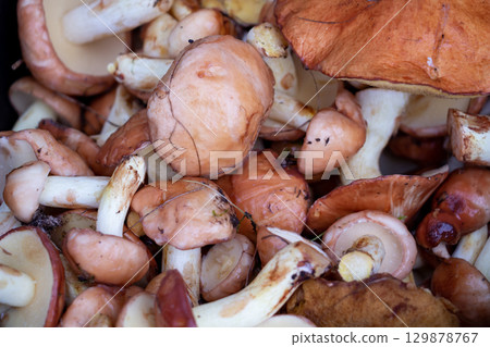 Fresh Suillus Mushrooms Background, Autumn Forest Harvest 129878767