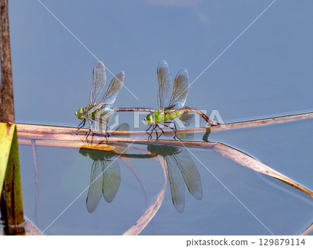 Anax parthenope spawning in a pond Anax parthenope spawning in a pond 129879114