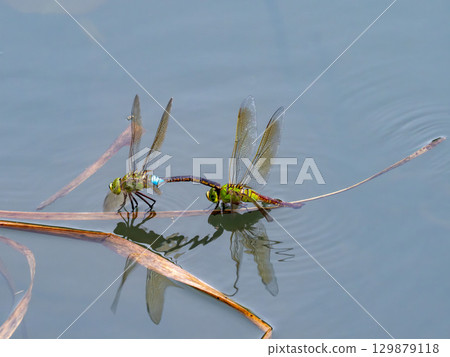 Anax parthenope spawning in a pond 129879118