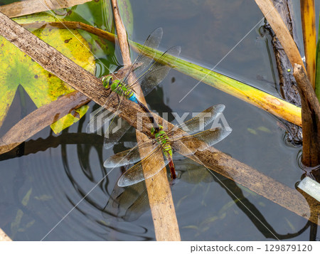 Anax parthenope spawning in a pond 129879120