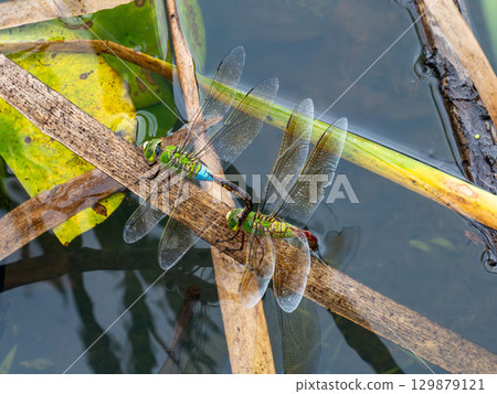 Anax parthenope spawning in a pond 129879121