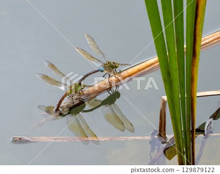 Anax parthenope spawning in a pond Anax parthenope spawning in a pond 129879122