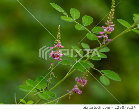 Komatsunagi花 129879124