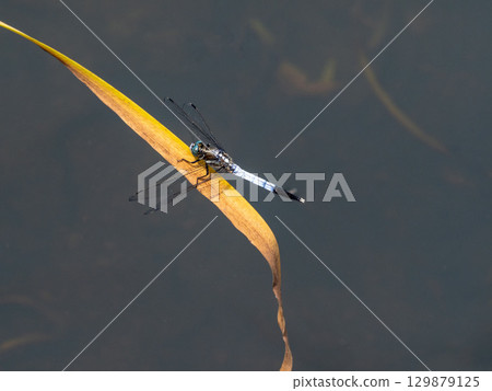 一隻雄性白尾鷸在池塘裡的枯草上休息 129879125