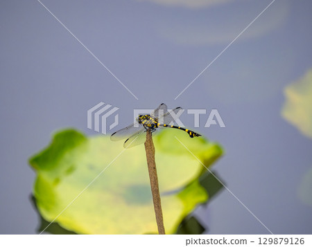 睡蓮池中的台灣扇尾蜻蜓 129879126