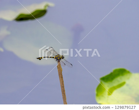 Taiwan fan-tailed dragonfly in a water lily pond Taiwan fan-tailed dragonfly in a water lily pond 129879127